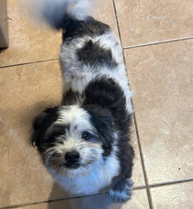Theo in TX, Maltese
