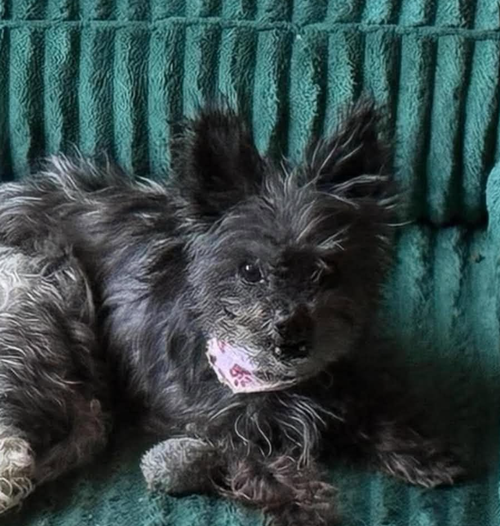 Rayven in TX, an adoptable dog