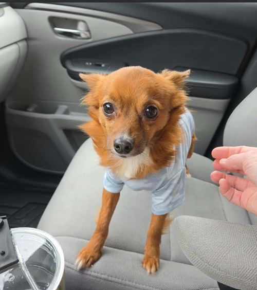 Lorax in TX, a dog for adoption from Small Dog Rescue of New England, Inc