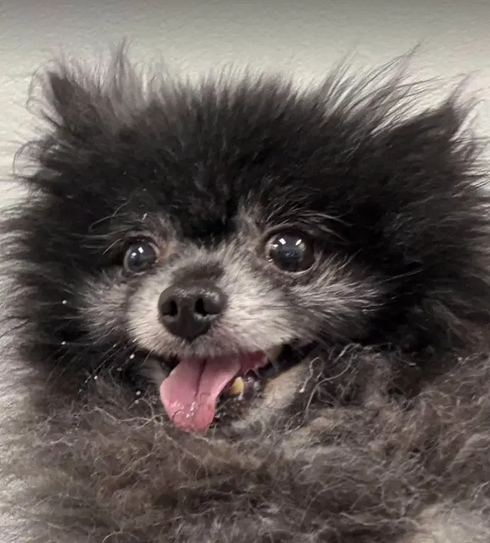 Fluffy In Tx image 4