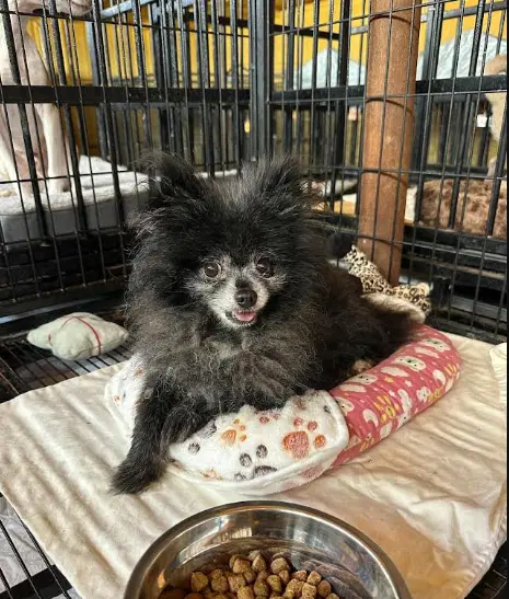 Fluffy In Tx image 2
