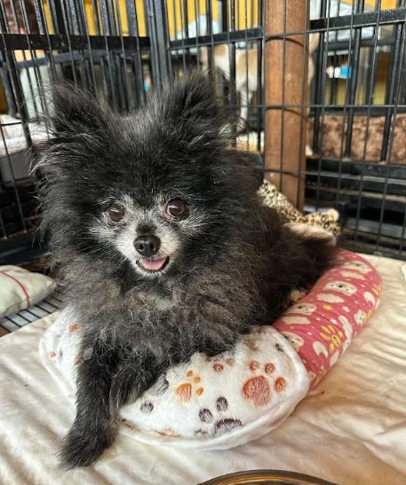 Fluffy In Tx