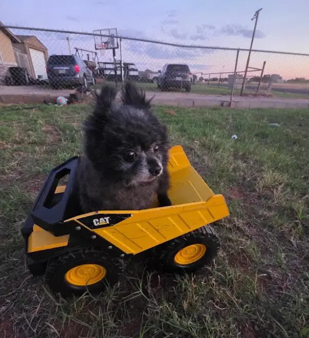 Fluffy In Tx image 3