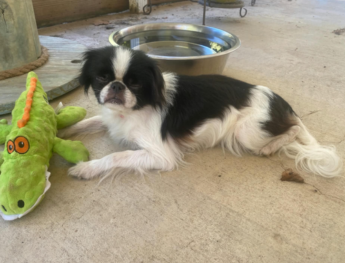 Bitsy in LA, an adoptable dog