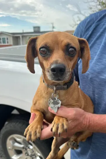 Oakley In Tx - Dachshund