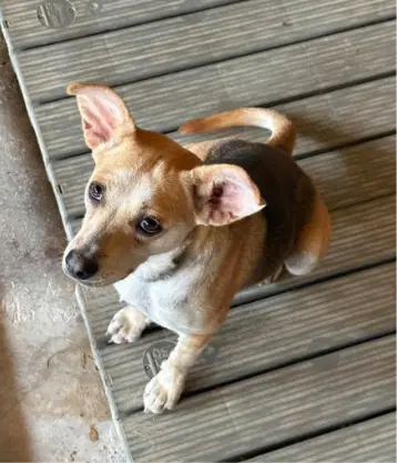 Charli In Tx image 2