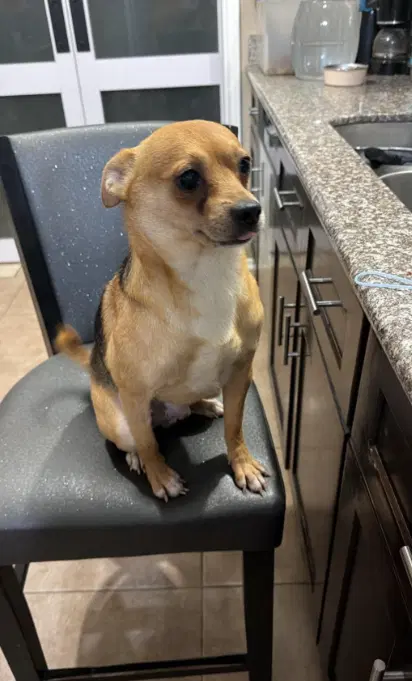 Robin In Tx - Chihuahua