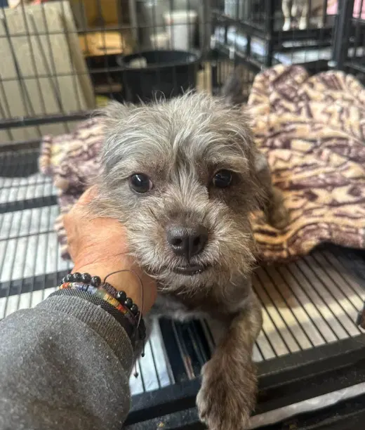 Cresent In Tx - Terrier