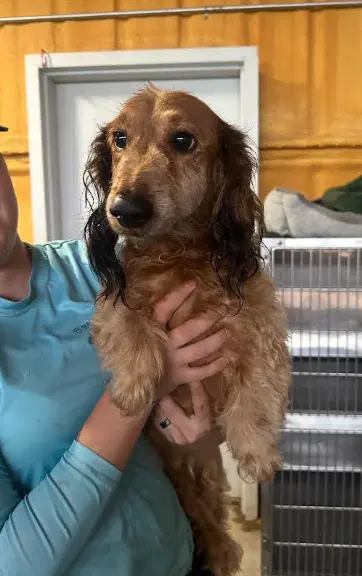 Benny In Tx - Dachshund