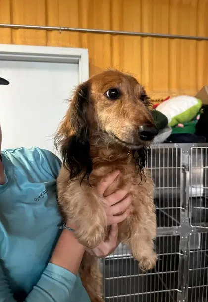 Benny In Tx image 3