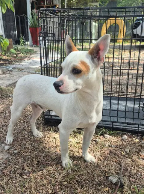 Pablo In Tx - Chihuahua