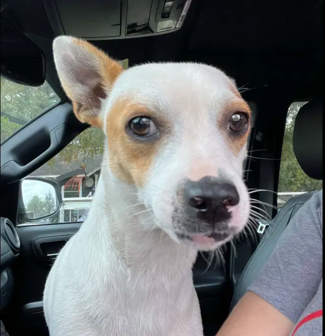 Pablo In Tx image 2