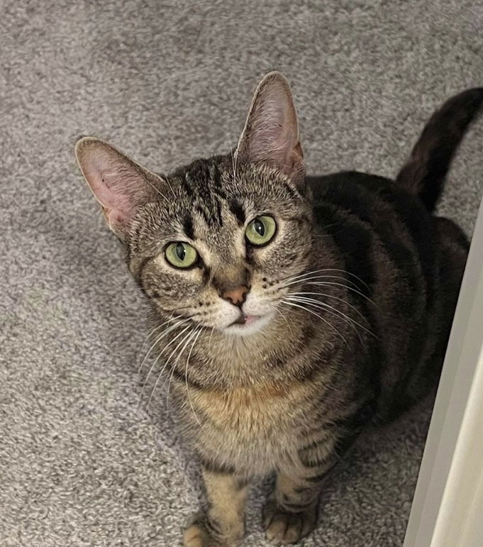 adoptable Cat in Palatine, IL named Pasta Salad