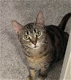 adoptable Cat in palatine, IL named Pasta Salad
