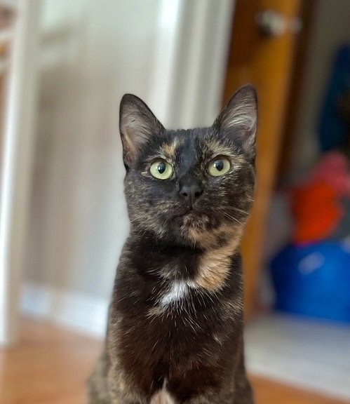 adoptable Cat in Palatine, IL named Solaris Star
