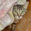 adoptable Cat in Palatine, IL named Jolyne