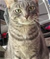 adoptable Cat in palatine, IL named Josuke