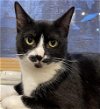 adoptable Cat in palatine, IL named Panda