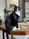 adoptable Cat in Palatine, IL named Kiki