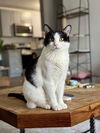 adoptable Cat in Palatine, IL named Stevie