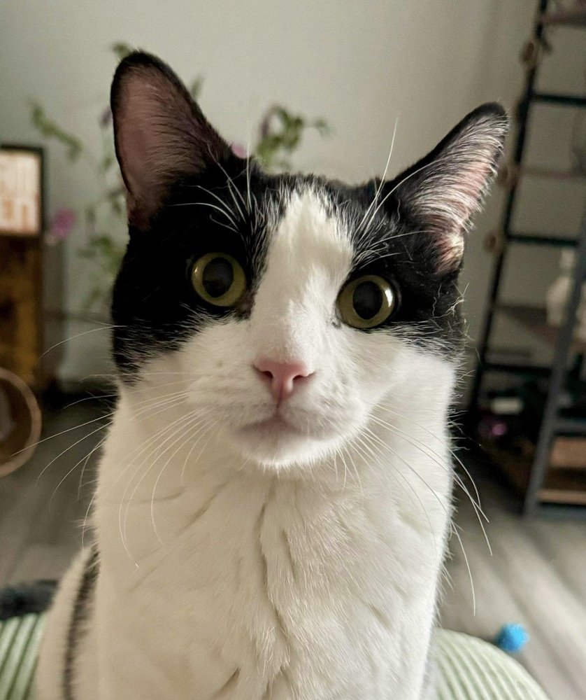 adoptable Cat in Palatine, IL named Stevie