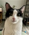 adoptable Cat in palatine, IL named Stevie