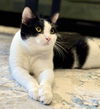 adoptable Cat in Palatine, IL named Stevie