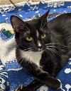 adoptable Cat in , IL named Junior
