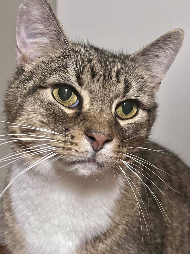 adoptable Cat in Palatine, IL named Boomer