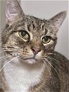 adoptable Cat in palatine, IL named Boomer
