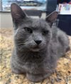adoptable Cat in palatine, IL named Meeps