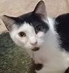 adoptable Cat in Palatine, IL named Patches
