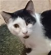 adoptable Cat in palatine, IL named Patches