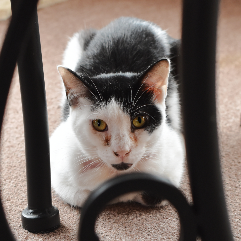 adoptable Cat in Palatine, IL named Patches