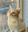 adoptable Cat in palatine, IL named Peter Parker