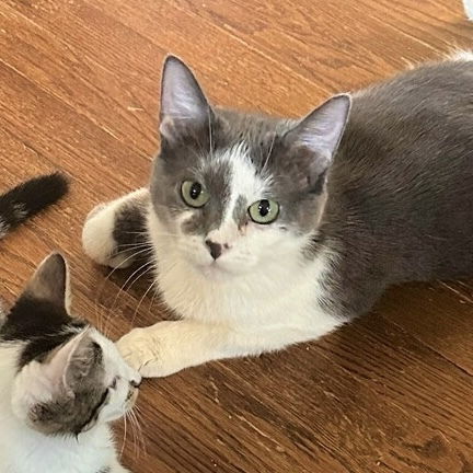adoptable Cat in Palatine, IL named Mischief