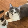 adoptable Cat in Palatine, IL named Mischief