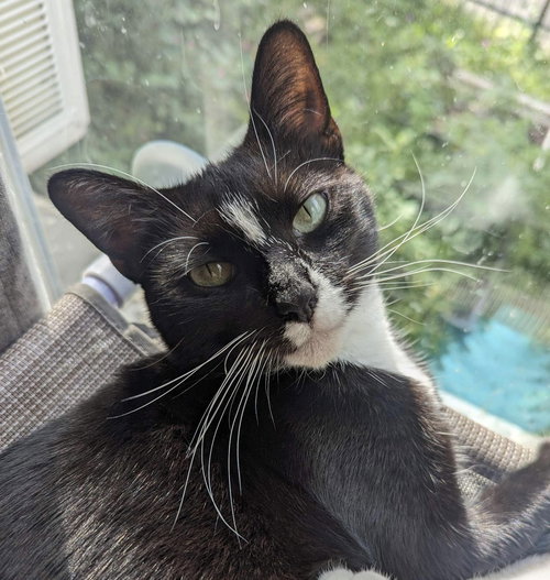 DIANNA - Domestic Short Hair available for adoption