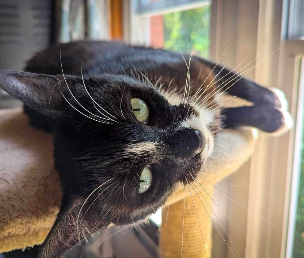 adoptable Cat in Palatine, IL named Dianna