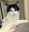 adoptable Cat in palatine, IL named Gandalf