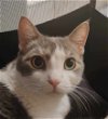 adoptable Cat in palatine, IL named Sasha