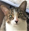 adoptable Cat in palatine, IL named Andrew Dice Cat (aka Ford)