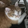 adoptable Cat in Palatine, IL named Biscuit
