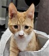 adoptable Cat in palatine, IL named Biscuit