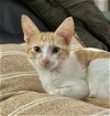 adoptable Cat in palatine, IL named Toffee