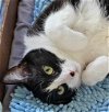 adoptable Cat in palatine, IL named Chessi (aka Chess)