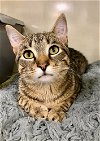 adoptable Cat in palatine, IL named Honey Bee