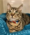 adoptable Cat in palatine, IL named Grasshopper