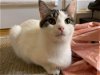 adoptable Cat in , IL named Lilly