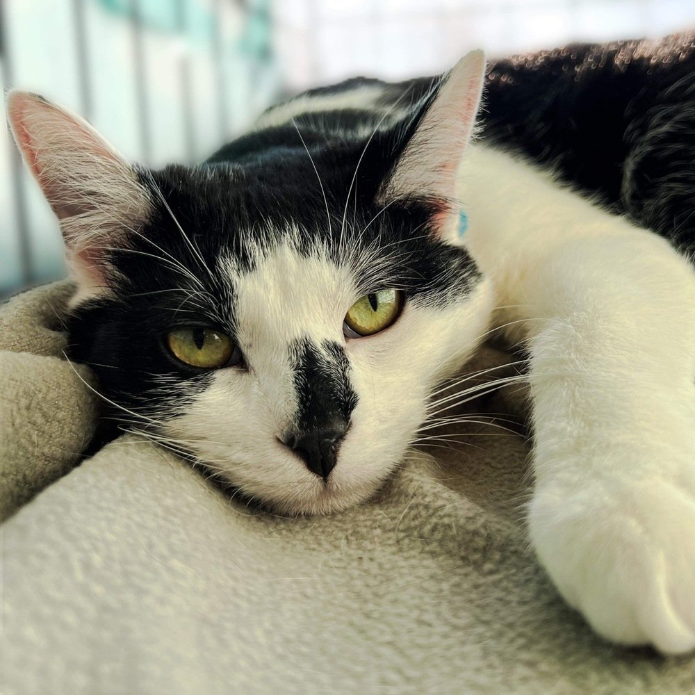 adoptable Cat in Palatine, IL named Aidan